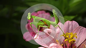 The European mantis Mantis religiosa. The predatory insect preys on plants