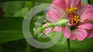 The European mantis Mantis religiosa. The predatory insect preys on plants