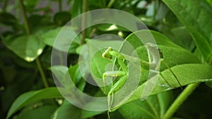 The European mantis Mantis religiosa. The predatory insect preys on plants