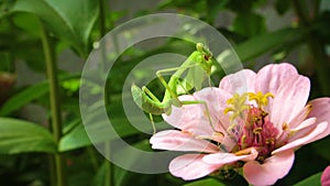 The European mantis Mantis religiosa. The predatory insect preys on plants