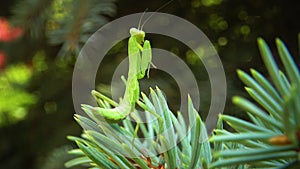 The European mantis Mantis religiosa. The predatory insect preys on plants