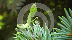 The European mantis Mantis religiosa. The predatory insect preys on plants