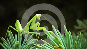 The European mantis Mantis religiosa. The predatory insect preys on plants