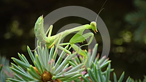 The European mantis Mantis religiosa. The predatory insect preys on plants