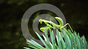 The European mantis Mantis religiosa. The predatory insect preys on plants