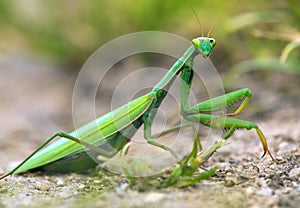 European Mantis or Praying Mantis, Mantis religiosa