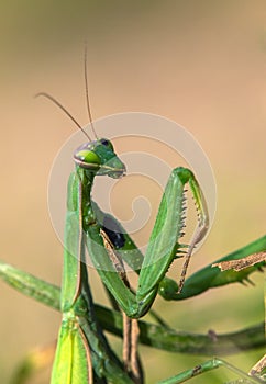 European Mantis or Praying Mantis, Mantis religiosa