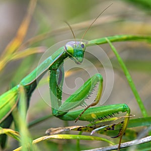 European Mantis or Praying Mantis, Mantis religiosa