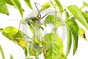 European Mantis or Praying Mantis, Mantis religiosa, on plant. I