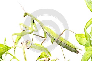 European Mantis or Praying Mantis, Mantis religiosa, on plant. I photo