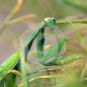 European Mantis or Praying Mantis, Mantis religiosa photo