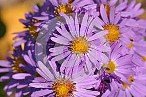 European michaelmas daisy Aster amellus