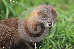 European mink