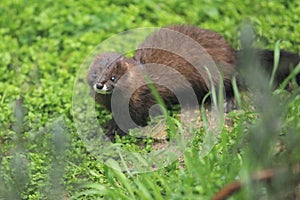 European mink