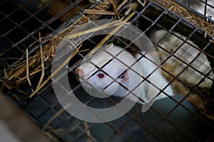 European mink cage grown on a farm for fur. Lithuania