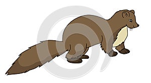 European Mink illustration vector