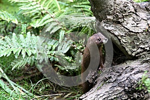 European mink / Mustela lutreola