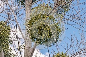 European mistletoe Viscum album attached to a common aspen Populus tremula