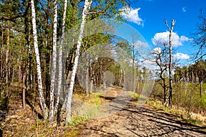 European mixed forest thicket with spring vivid vegetation at Dlugie Bagno wetland plateau near Palmiry town in