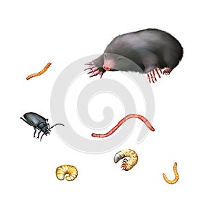 European Mole, black beetle, larvae, worms