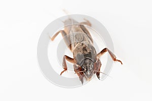 European mole cricket on white background. Natural