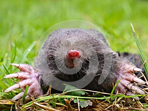 European Mole Head