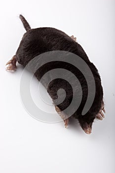 European Mole (Talpa europaea)