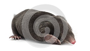 European Mole, Talpa europaea