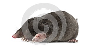 European Mole, Talpa europaea photo