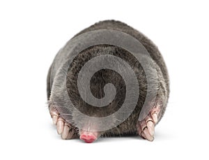 European Mole, Talpa europaea photo