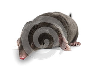 European Mole, Talpa europaea photo