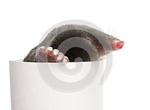 European Mole, Talpa europaea photo