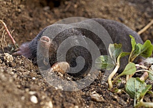 The European mole (Talpa europaea)