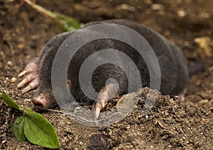 The European mole Talpa europaea