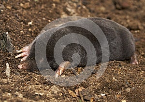 The European mole Talpa europaea