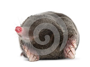 European Mole, Talpa europaea, against white background