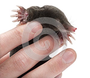 European Mole, Talpa europaea, close up