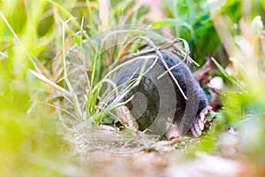 European mole Talpa europaea hidden in the grass