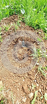 European mole Trap photo