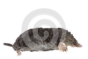 The European mole on white background