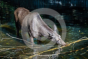 European Moose, Alces alces, also known as the elk