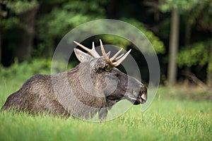 European Moose known as the elk