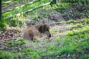 European moose baby