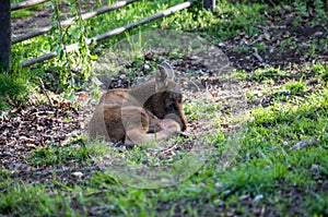 European moose baby