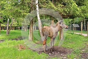 European Moose Calf, Alces alces, also known as the elk, Sweden