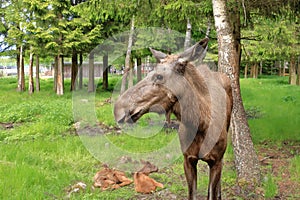 European Moose Calf, Alces alces, also known as the elk, Sweden