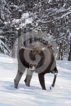 European moose (elk) in the snow