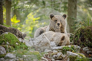 European mother bear and cubs