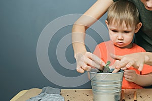 European mother and little blond son replant money tree plant in metal flower pot on table