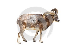 The European moufflon is a ruminant cloven-hoofed animal of the sheep genus isolated photo